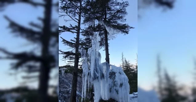 Kahramanmaraş’ta soğuktan ağaç buz tuttu