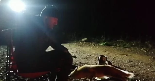 Kamp atıp piknik yaparken yanlarına yanaşan Tilkiyi elleriyle beslediler