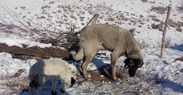 Kangal köpeği kuzunun süt annesi oldu