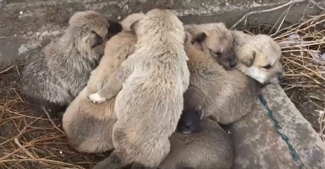 Kar altında kalan 9 yavru köpeği donmaktan son anda kurtardılar