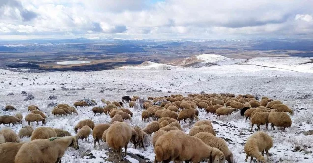 Karla kaplı merada otlanan koyunlar ilginç görüntüler oluşturdu