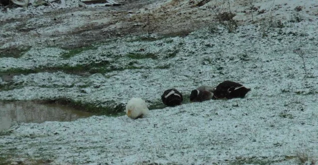 Kartal Aydos’ta kar yağışı başladı, tadını ördekler çıkardı