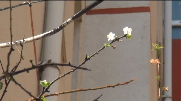 Kastamonu’da sıcağa aldanan meyve ağaçları çiçek açtı