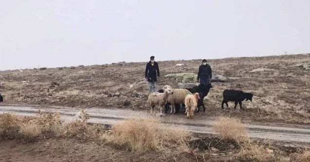 Kaybolan koyunları jandarma termal kameralı İHA ile buldu