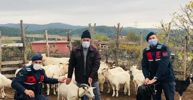 Kayıp koyunlar drone ile bulundu