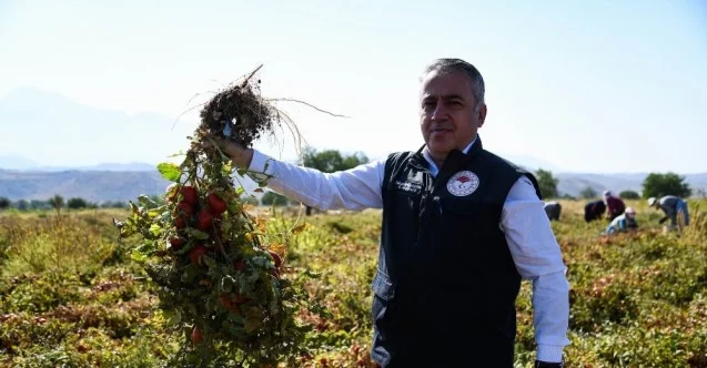 Kayseri’de yetiştirilen salçalık domatesler Türkiye’ye dağılıyor