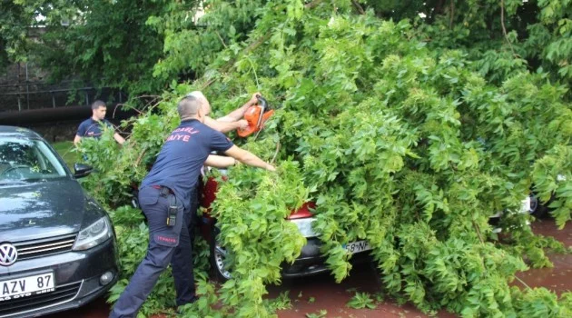 Kocaeli’de fırtınanın devirdiği ağaç, otomobillere zarar verdi