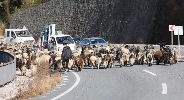 Koyun sürüsü ile karayoluna çıktı, trafik kilitlendi