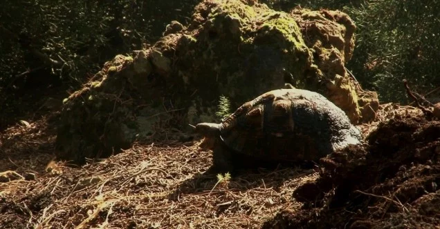 Kundaklanan ormanda mahsur kalan kaplumbağanın yardım çığlığı