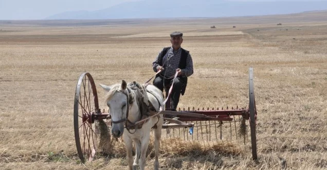Kuraklığın vurduğu Kars’ta çiftçilerin hasad mesaisi başladı