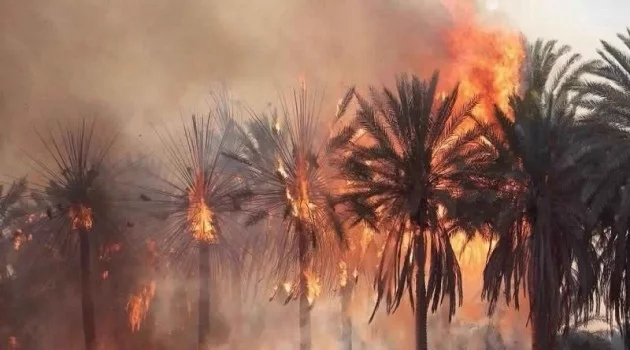 Libya’da 10 bin palmiye ağacı kül oldu