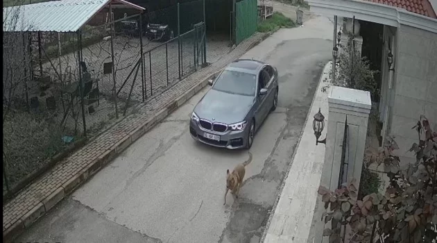 Bursa'da kovaladığı sokak köpeğine kurşun yağdırdı