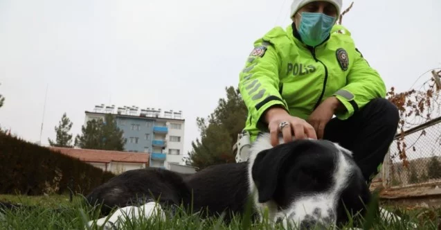 Malatya’da ayağı kırılan köpeğe polis sahip çıktı