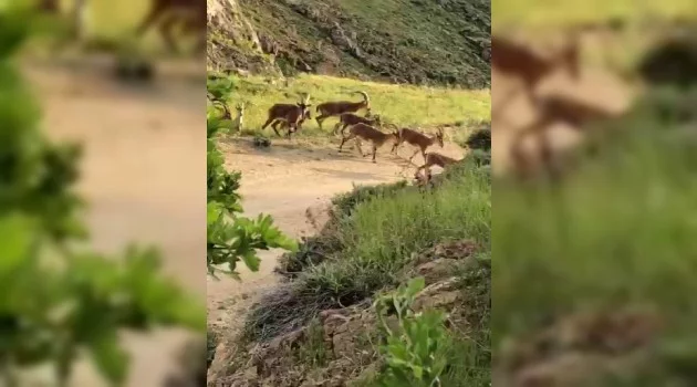 Malatya’da yaban keçileri sürü halinde görüntülendi