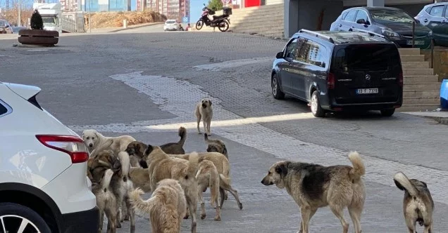 Mardin’de sokak köpekleri çocuklara saldırdı