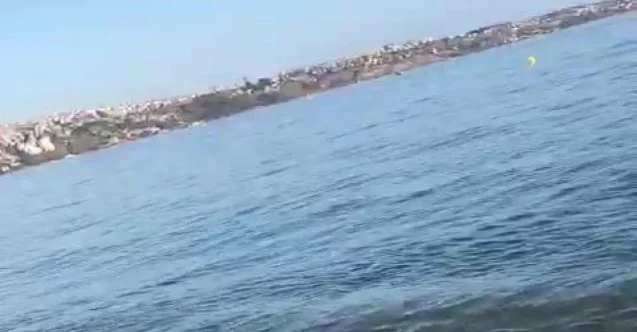 Marmara Denizi’nde şaşkınlık yaşatan olay, caretta caretta kıyıya vurdu