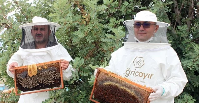 Mersin’de arıların organik bal mesaisi
