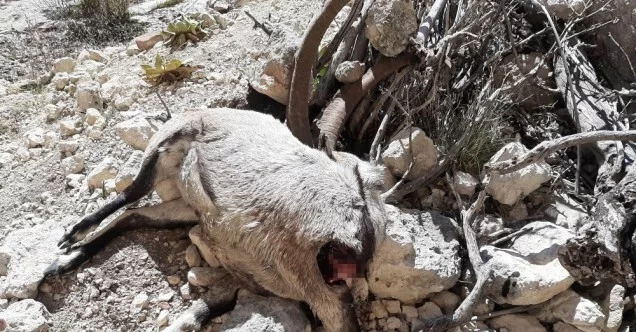 Mersin’de nesli tehlike altında bulunan 7 yaban keçisi ölü bulundu