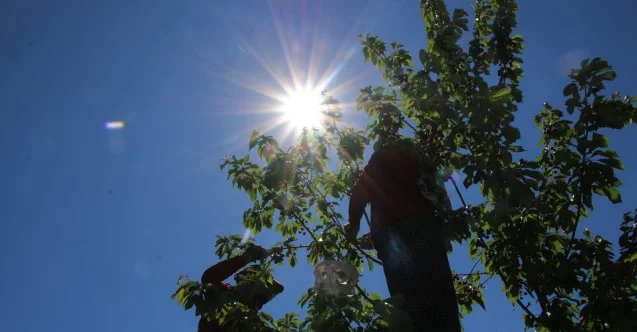 Mevsimlik işçilerden bayramda ‘turfanda kirazı’ hasadı