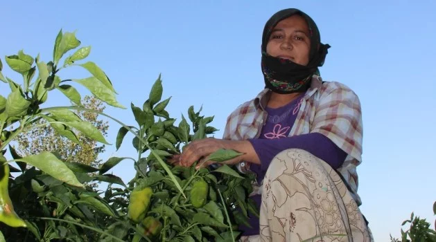 Mevsimlik tarım işçileri insanca yaşamak istiyor