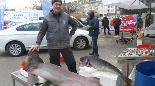 Mudanya'da yakalandı! Dev köpek balığı ilgi odağı oldu