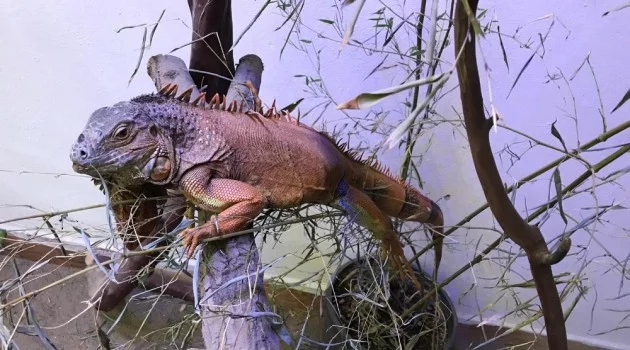 Muğla’da bulunan iguananın yeni evi Kocaeli oldu