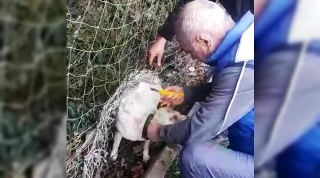 Nefessiz kalan sokak köpeğini tesis sorumlusu kurtardı