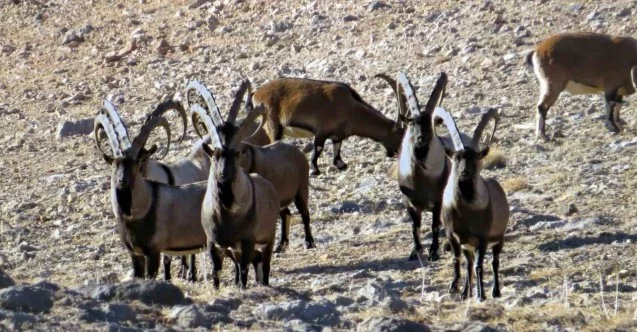 Nesli tükenmekte olan yaban keçileri Kayseri’de yeniden hayat buldu