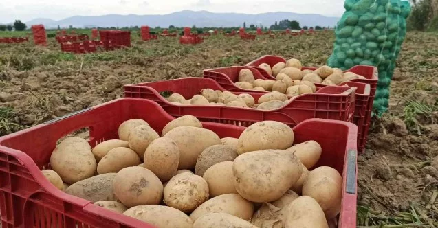 Ödemiş’te kış patatesi hasadı başladı