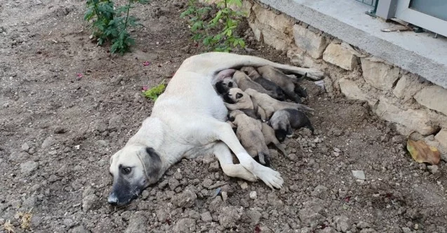 Ölüme terk edilen 10 yavru köpek, 3 gün sonra annelerine kavuştu