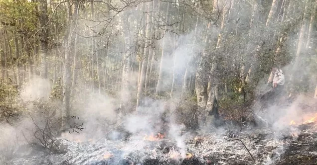 Orman yangınına müdahale ederken yanarak can verdi
