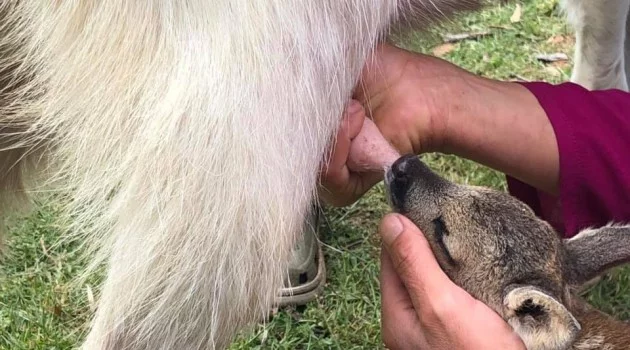Ormanda annesini kaybeden yavru karaca keçi besiciliği yapan aileye teslim edildi