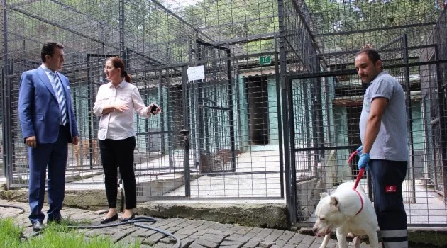 Osmangazi Belediyesi'nden sokak hayvanlarına bakım ve sağlık hizmeti