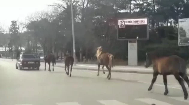 Bursa'da otomobile bağladığı atları metrelerce koşturdu