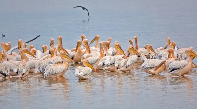 Ak pelikanların muhteşem dansı