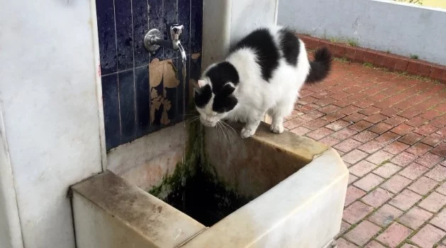Bursa'da patileriyle su içen kedi görenlerin ilgi odağı oldu