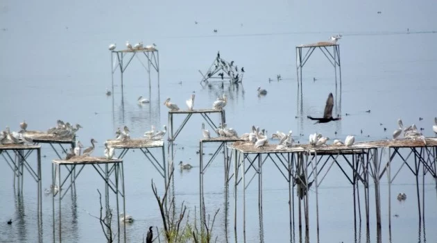 (Özel Haber) 300’den fazla pelikan bir araya geldi
