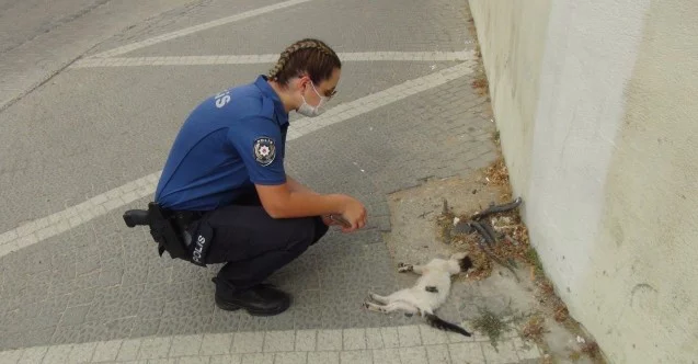 (ÖZEL) Kadın polis, bir aracın çarpıp kaçtığı yavru kedinin başından dakikalarca ayrılamadı