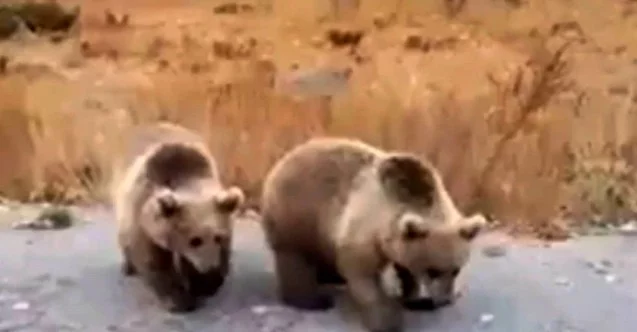 (Özel) Nemrut ziyaretçilerine kardeş boz ayılardan karşılama