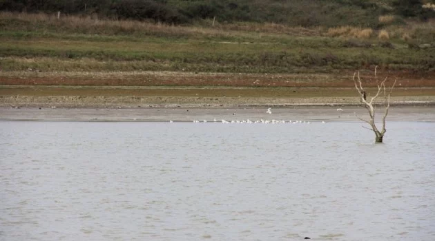 (ÖZEL) Sazlıdere Baraj Gölü’nde kuşların dansı kamerada