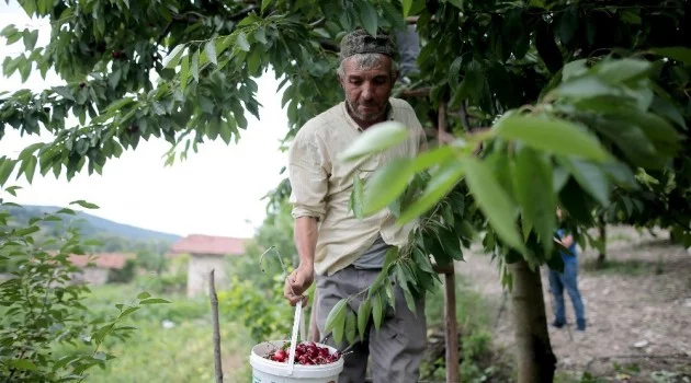 Bursa'da para kazanamayan çiftçiler ağaçları kesmeye hazırlanıyor