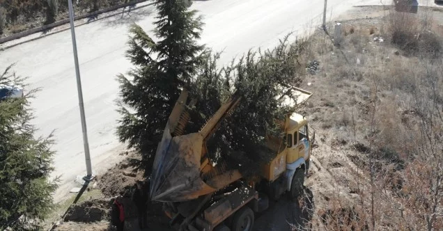 Pursaklar Belediyesi sökülen ağaçları yeni yerlerine taşıyor