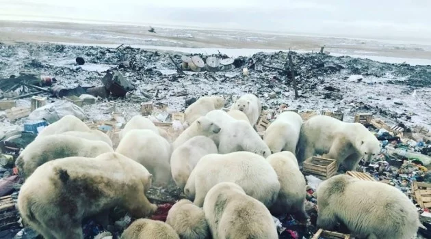 Rusya’da kutup ayıları şehre indi, acil durum ilan edildi