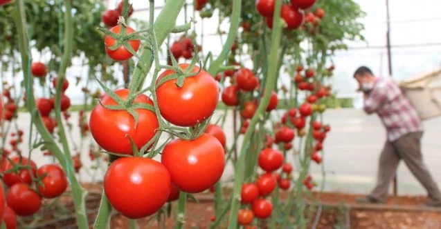 Rusya’nın kotayı arttırması domates piyasasını umutlandırdı