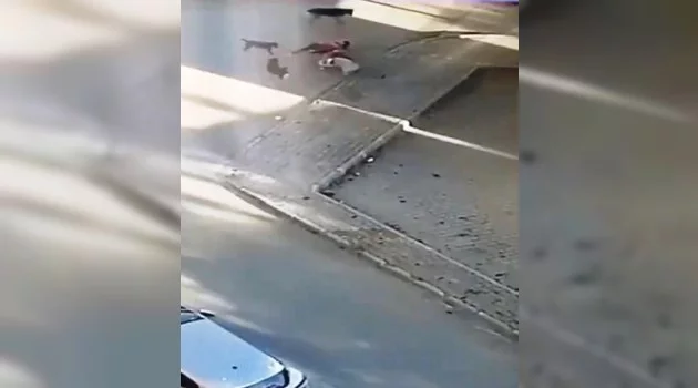 Saldırıya uğrayan köpeğini kurtarmak için köpeklerin arasına böyle daldı