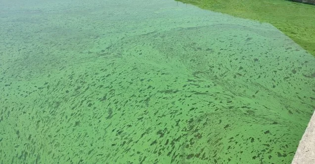 Sazlıbosna Gölü tehlike saçıyor, gölün rengi yeşile döndü