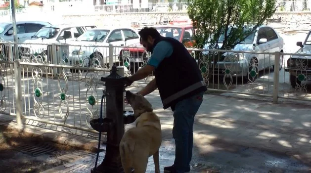 Sıcaktan bunalan köpeğe polis şefkati
