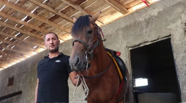Siirt’te yetiştirilen rahvan atları sıfır araba fiyatına satılıyor