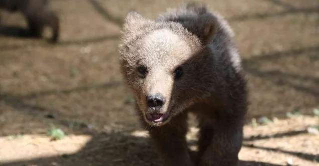 Sinop ve Van’dan getirilen iki yavru ayı, hayvanat bahçesine renk kattı