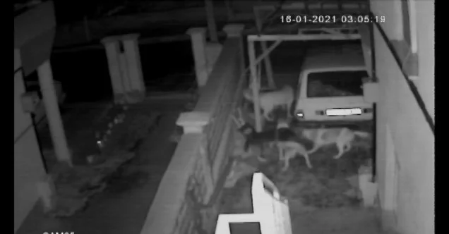 Sokak köpeklerinin kediye saldırması kameraya yansıdı